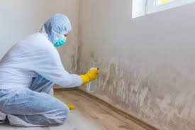 Why You Should Choose Our Mold Remediation Services in National City, CA